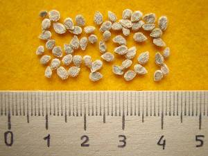 Preparation of tomato seeds for sowing seedlings