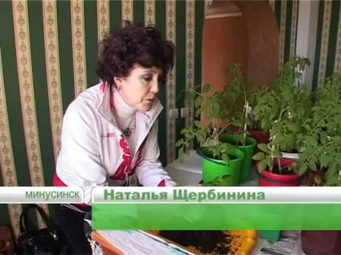 Preparation of tomato seeds for sowing seedlings