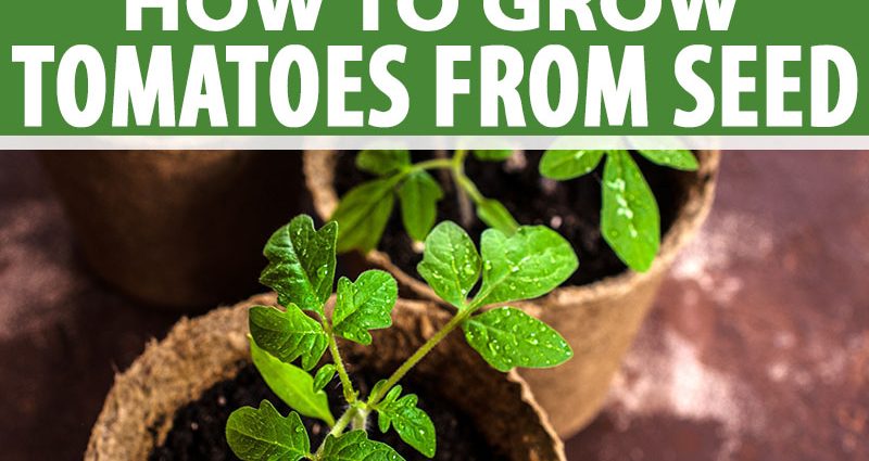 Preparation of tomato seeds for sowing seedlings