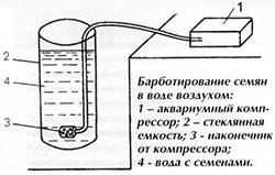 Preparation of tomato seeds for sowing seedlings