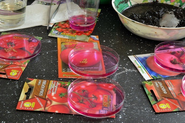 Preparation of tomato seeds for sowing seedlings: selection and processing