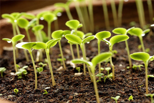 Preparation of tomato seeds for sowing seedlings: selection and processing