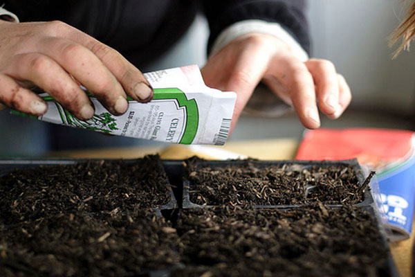 Preparation of tomato seeds for sowing seedlings: selection and processing