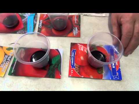 Preparation of tomato seeds for sowing seedlings: selection and processing