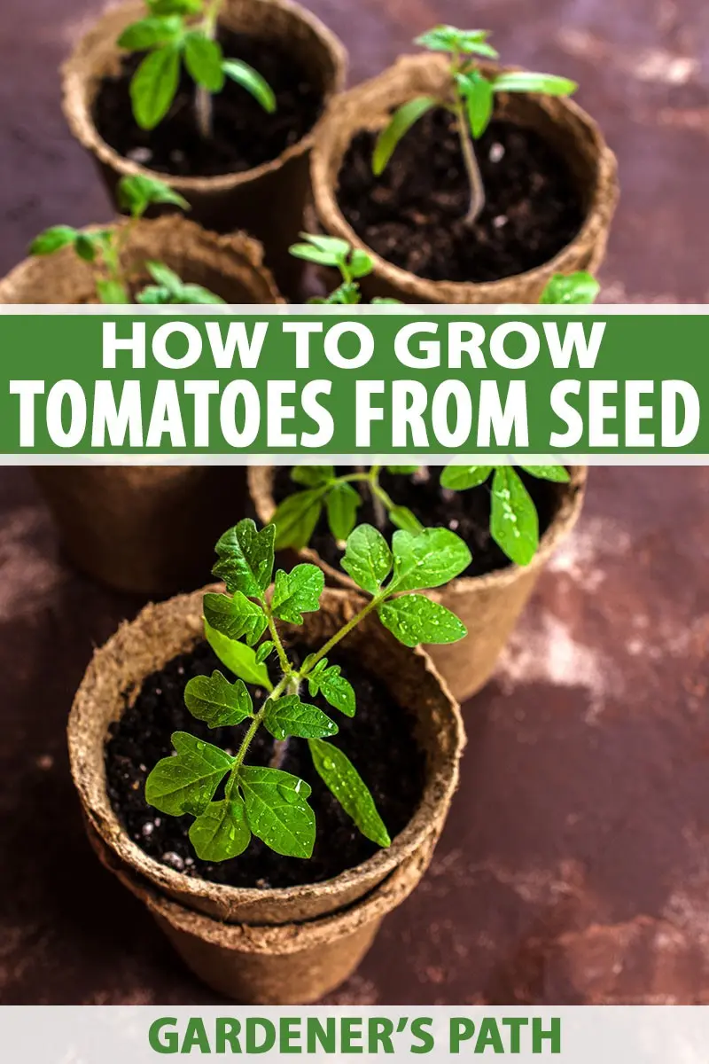 Preparation of tomato seeds for sowing seedlings