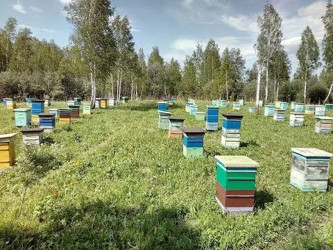 Preparations based on amitraz for bees: instructions for use