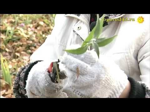 Preparing a budley for winter in the Moscow region