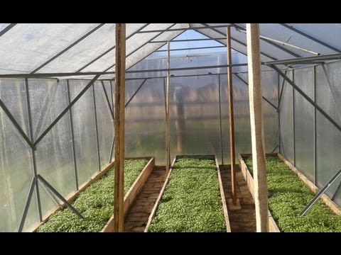 Preparing a greenhouse for winter: processing in the fall, tips for insulating a polycarbonate greenhouse