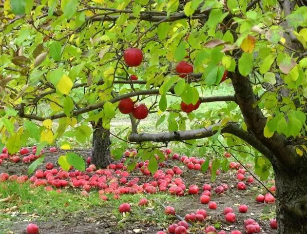 Preparing apple trees for winter in the Moscow region