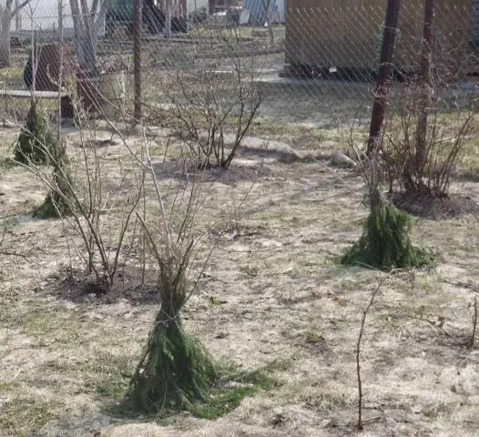 Preparing apple trees for winter in the Moscow region