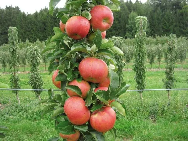 Preparing apple trees for winter in the Moscow region