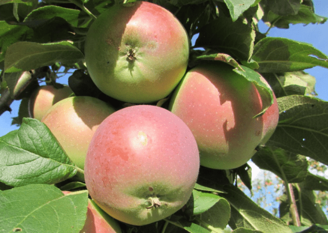 Preparing apple trees for winter in the Moscow region