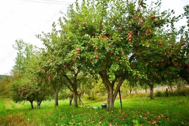 Preparing apple trees for winter in the Moscow region