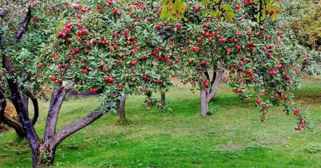 Preparing apple trees for winter in the Moscow region