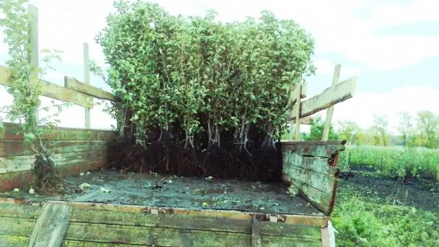 Preparing apple trees for winter in the Moscow region