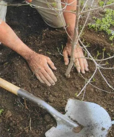 Preparing apple trees for winter in the Moscow region