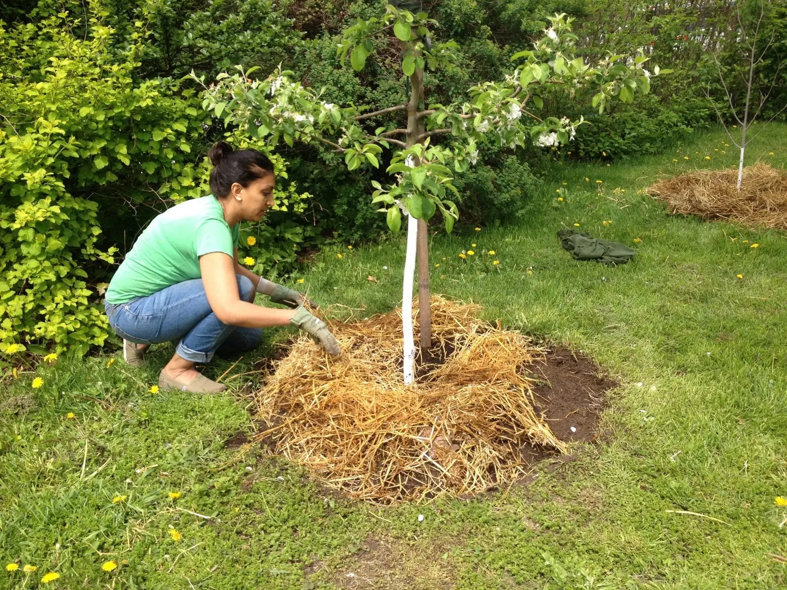 Preparing apple trees for winter in the Moscow region