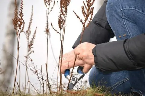 Preparing astilba for winter: is it necessary to cover flowers in the suburbs, Siberia, the Urals and how to provide care in the fall