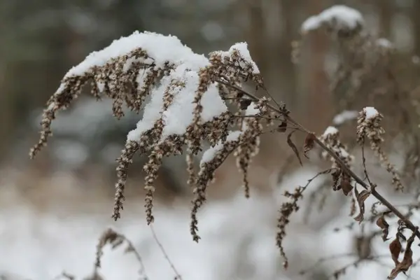 Preparing astilba for winter: is it necessary to cover flowers in the suburbs, Siberia, the Urals and how to provide care in the fall