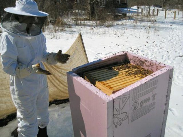 Preparing bees for winter outdoors