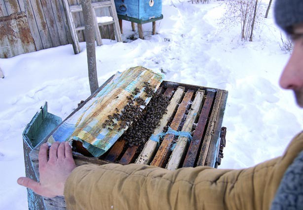 Preparing bees for winter outdoors