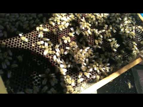 Preparing bees for wintering