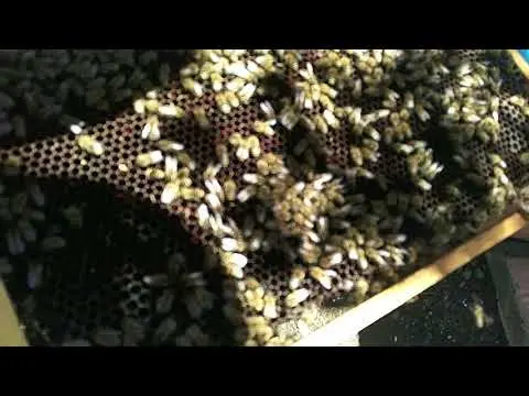 Preparing bees for wintering