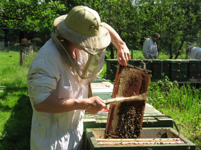 Preparing bees for wintering