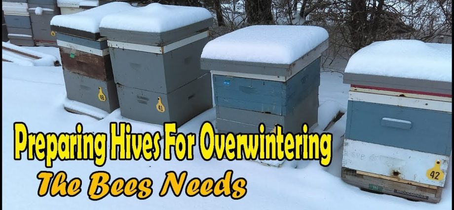 Preparing bees for wintering