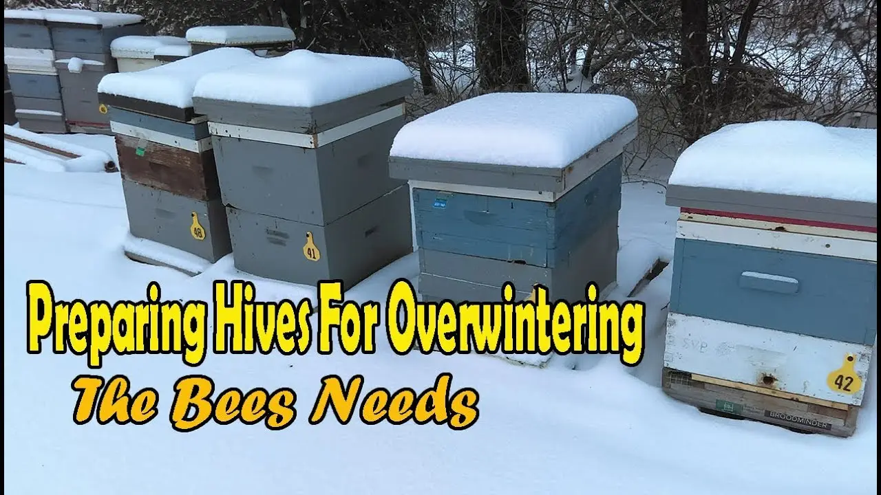 Preparing bees for wintering