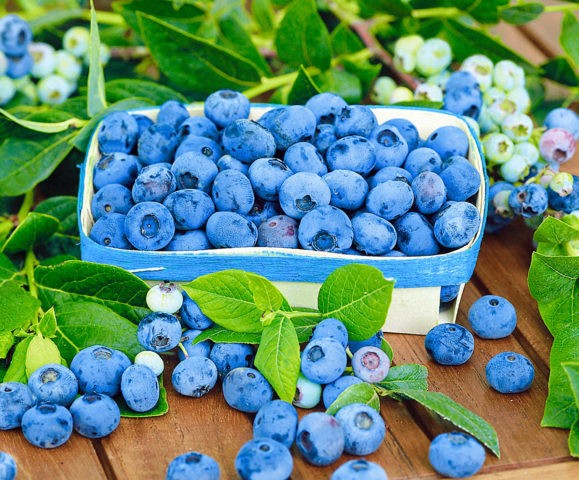 Preparing blueberries for winter: how to care, how to cover