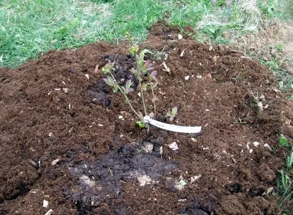 Preparing blueberries for winter: how to care, how to cover