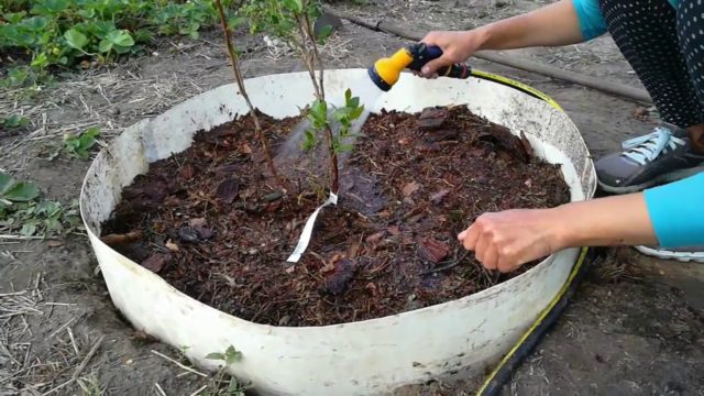 Preparing blueberries for winter: how to care, how to cover