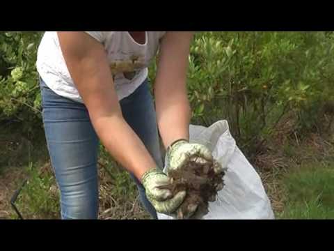 Preparing blueberries for winter: how to care, how to cover