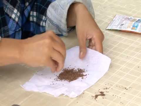 Preparing carrot seeds for planting: tips and steps