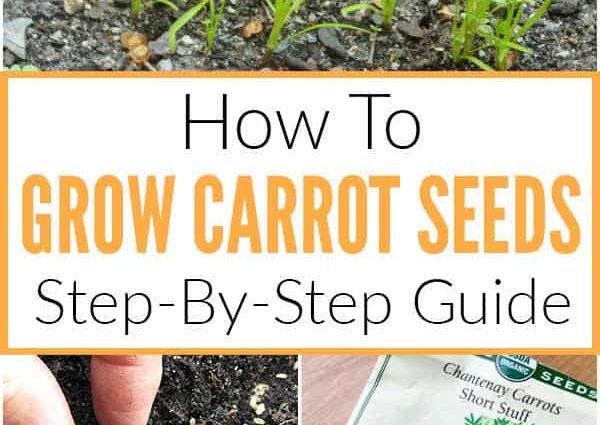 Preparing carrot seeds for planting: tips and steps