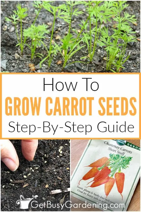 Preparing carrot seeds for planting: tips and steps