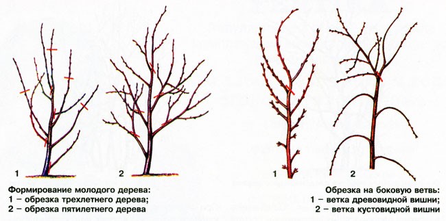 Preparing cherries for winter frosts: warming your favorite tree