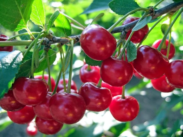 Preparing cherries for winter: leaving in the fall, in August, September, after fruiting