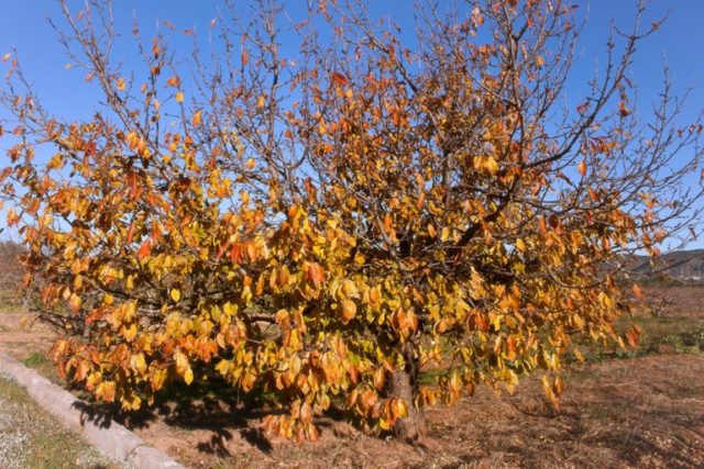 Preparing cherries for winter: leaving in the fall, in August, September, after fruiting