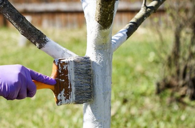 Preparing cherries for winter: leaving in the fall, in August, September, after fruiting