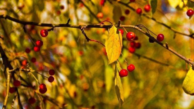 Preparing cherries for winter: leaving in the fall, in August, September, after fruiting