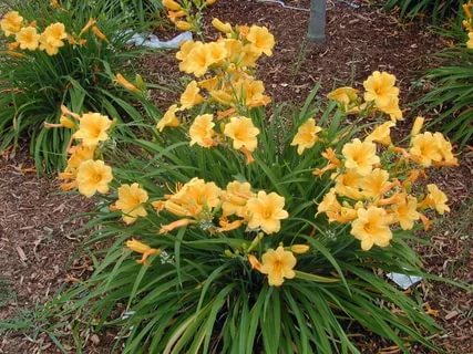 Preparing daylilies for winter: when to start, pruning and shelter