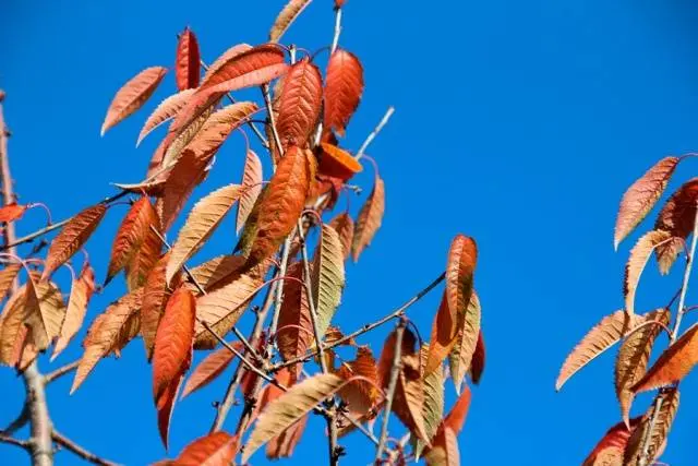 Preparing for winter and caring for cherries in autumn