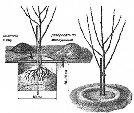 Preparing for winter and caring for cherries in autumn