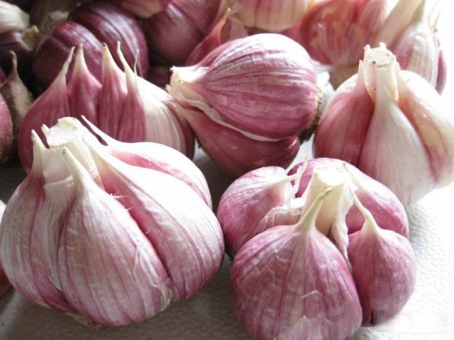 Preparing garlic for storage 