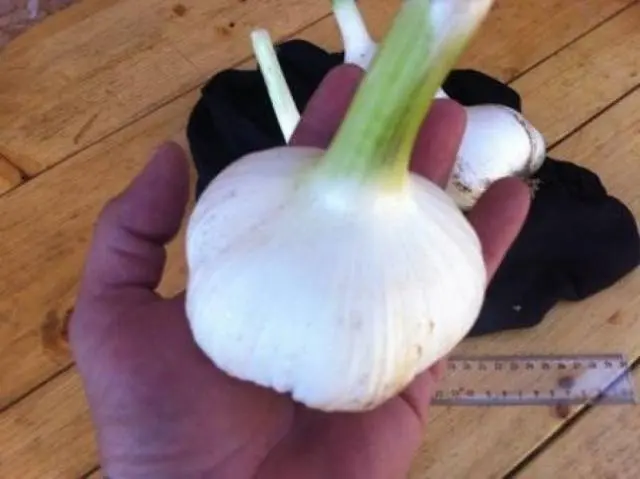 Preparing garlic for storage 