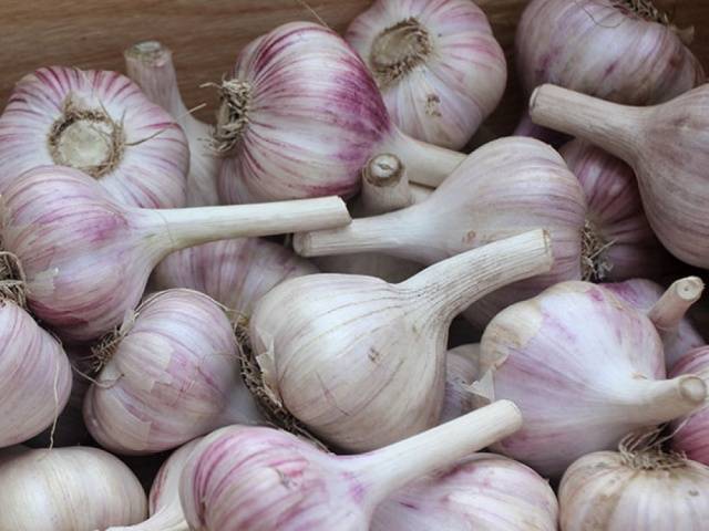 Preparing garlic for storage 