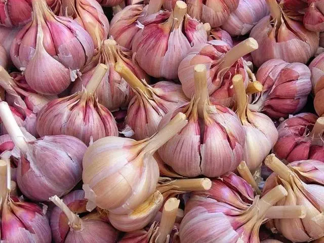 Preparing garlic for storage 