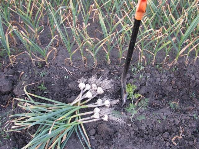 Preparing garlic for storage 